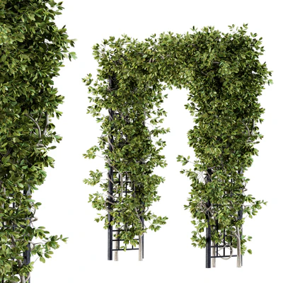 Outdoor Plant Set 121 - Pergola Ivy — Вид 2