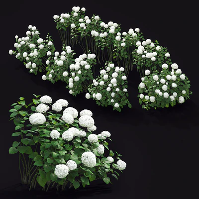 Hydrangea arborescens hedge — Ver 3