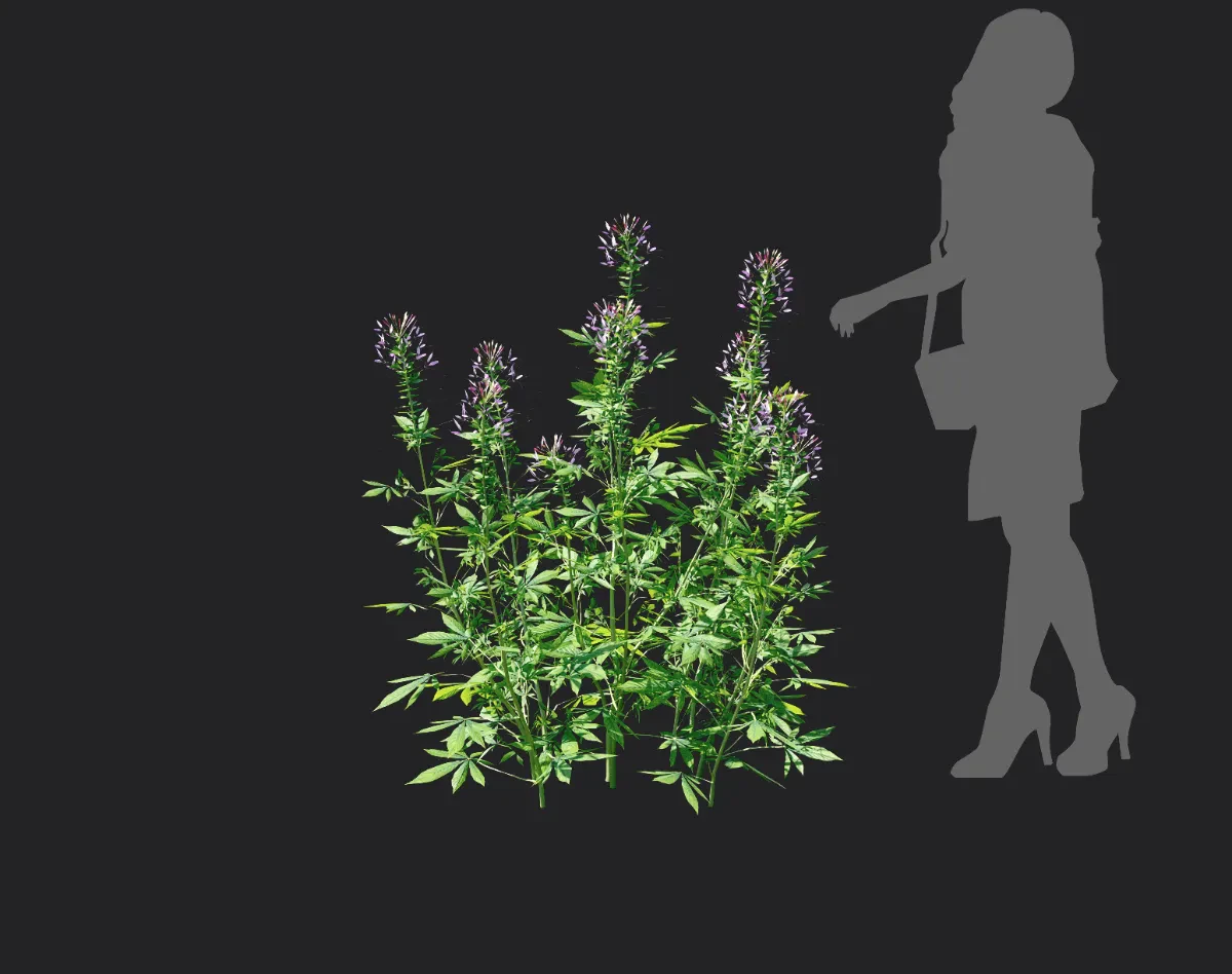 cleome spinosa 002 — Download
