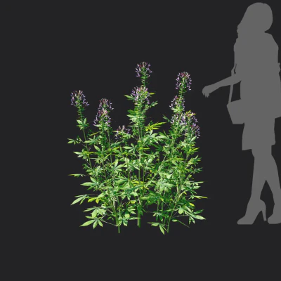 cleome spinosa 002 — Download
