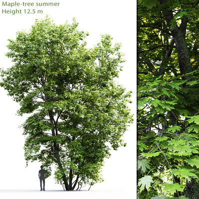 Acer — Вид 1
