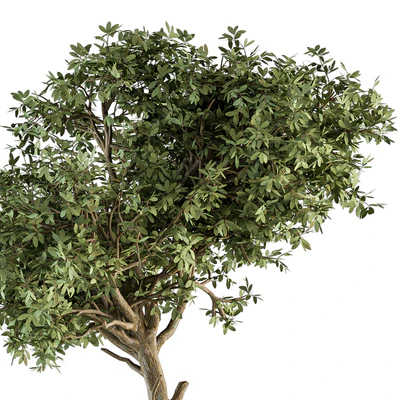 Outdoor Plant Set 373 - Plant Set in Concrete Pot — Вид 3