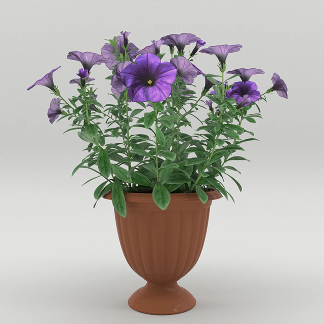 Petunia in a flower pot — Descargar
