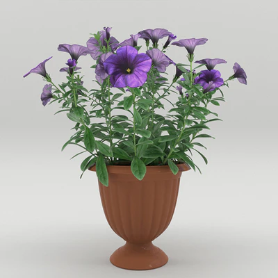 Petunia in a flower pot — Ver 3