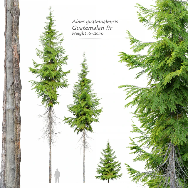 Abies guatemalensis — Descargar