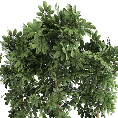 A beautiful lush shrub of an ornamental plant in a black Scheffler pot. Set 762. — Ver 4