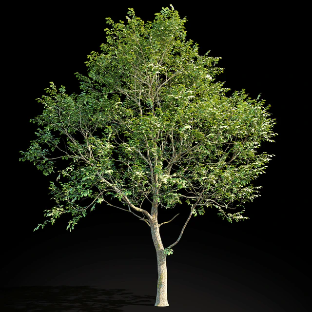 Elm (Elm) 8 m — Descargar