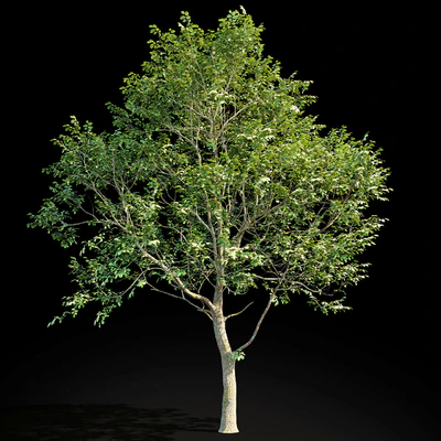 Elm (Elm) 8 m — Ver 3