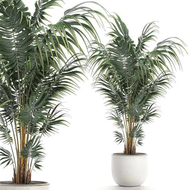 Beautiful decorative lush indoor palm tree in a white modern pot with Hovea, kentia, neanta. Set 518. — Descargar