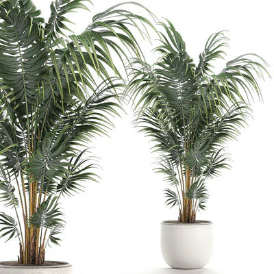 Beautiful decorative lush indoor palm tree in a white modern pot with Hovea, kentia, neanta. Set 518. — Ver 1