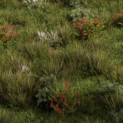 Nature Meadow - Grass Set 17 — Ver 1