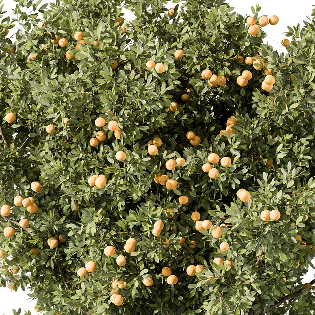 Lemon Tree Set 117 — Скачать