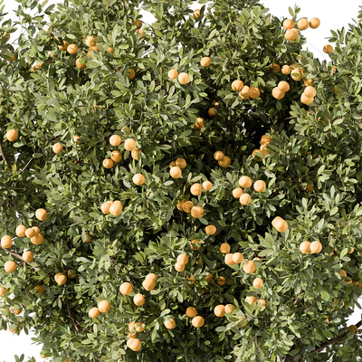Lemon Tree Set 117 — Вид 4