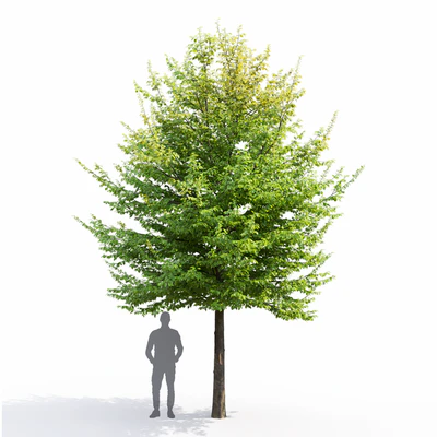 Carpinus Caroliniana — Вид 4