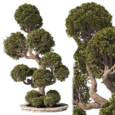 Garden Tree And Bush 01 — Вид 1