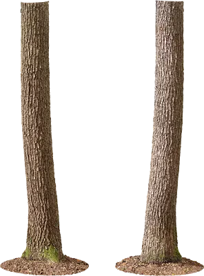 oak tree trunk 002 — Скачать