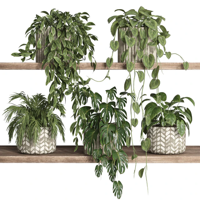 plants on shelf 17 — Скачать