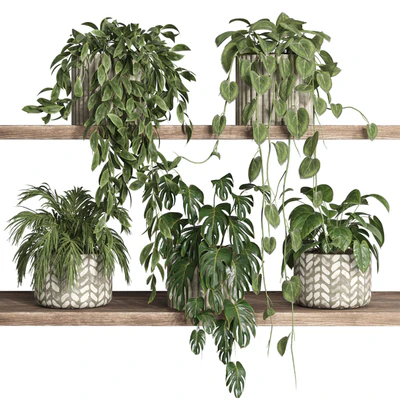 plants on shelf 17 — Вид 2