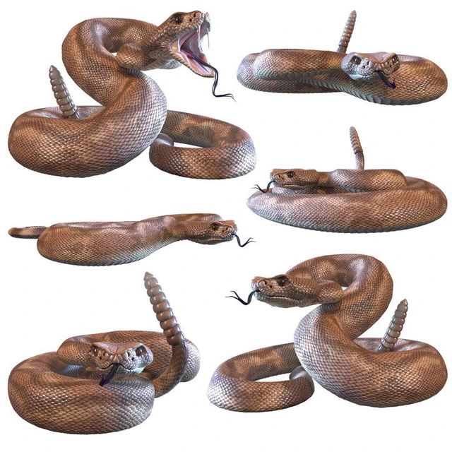 Rattlesnake — Download