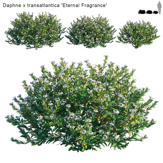 Daphne x transatlantica | Eternal Fragrance — Descargar