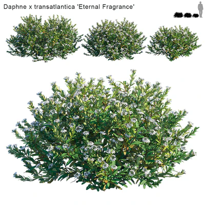 Daphne x transatlantica | Eternal Fragrance — Ver 1