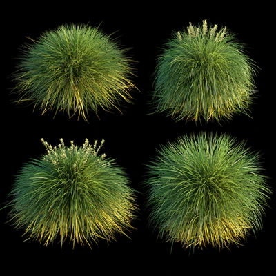 Miscanthus — Ver 3
