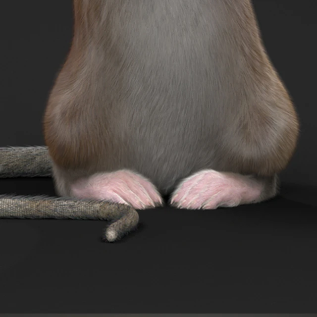 Rat and Cat — Descargar