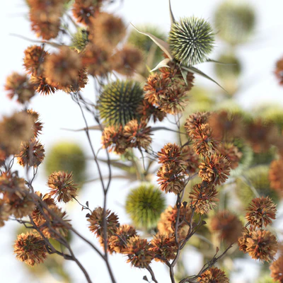 Dried flowers in stone vases — View 3