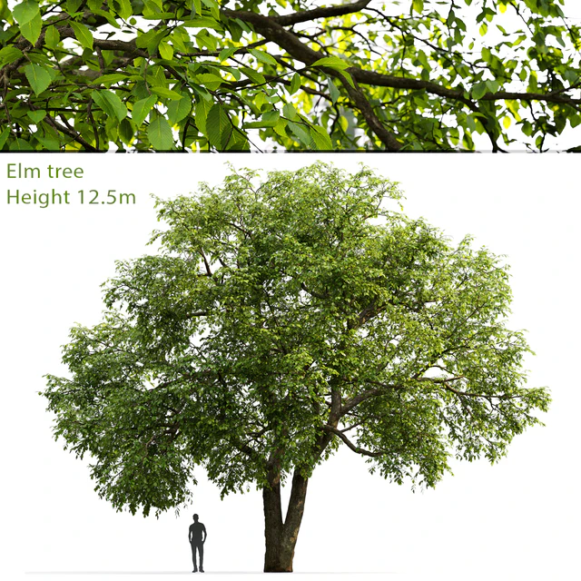 Elm — Descargar