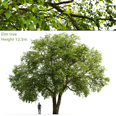 Elm — Ver 1