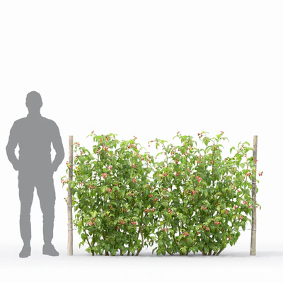 Raspberry — Ver 6