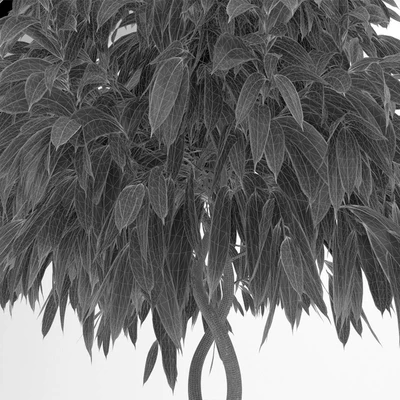 Фикус Али спираль / Ficus binnendijkii — Вид 2