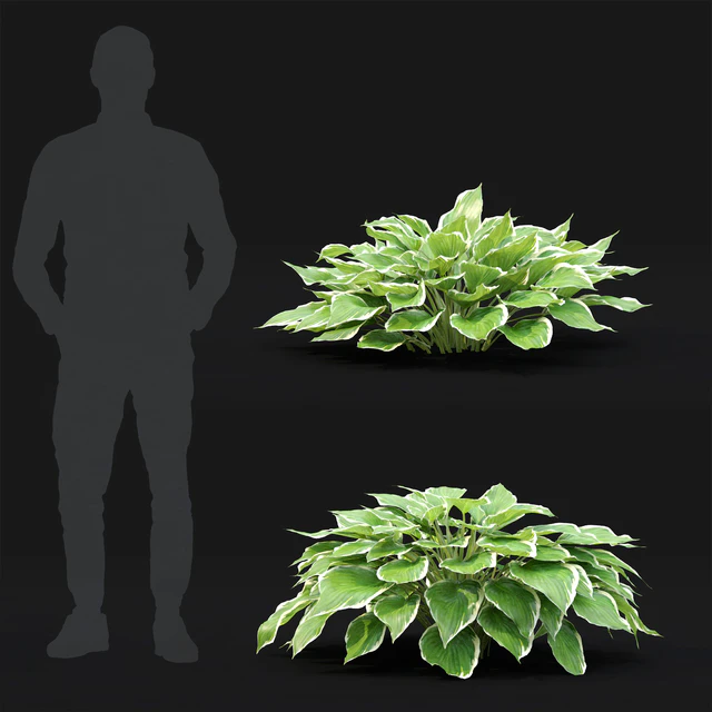 Hosta — Скачать