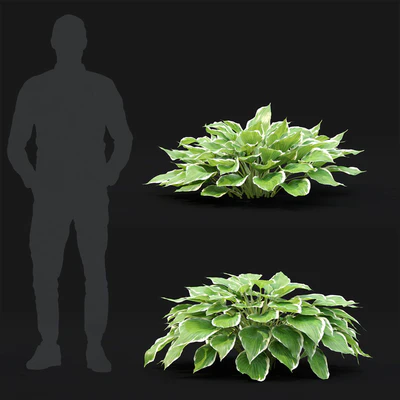 Hosta — Вид 3