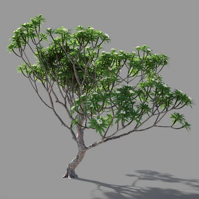 Plumeria 3 — Ver 3