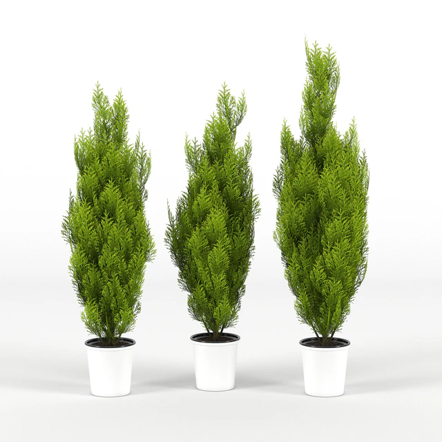 cupressus wilma — Скачать