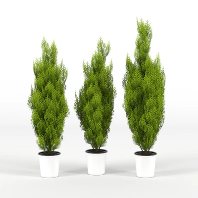 cupressus wilma — Вид 1