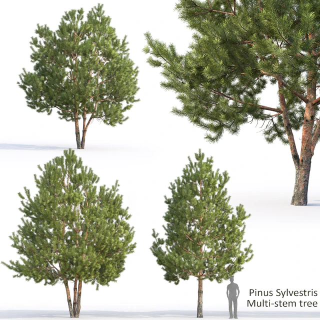 Pine — Descargar