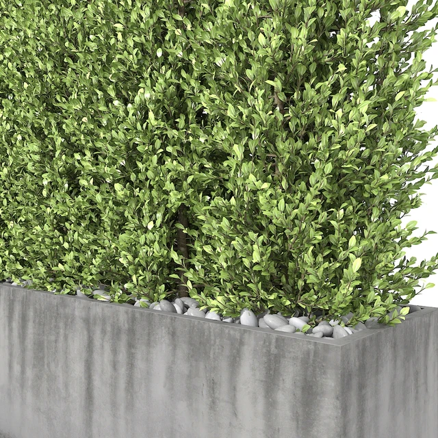 Boxwood - hedge — Descargar