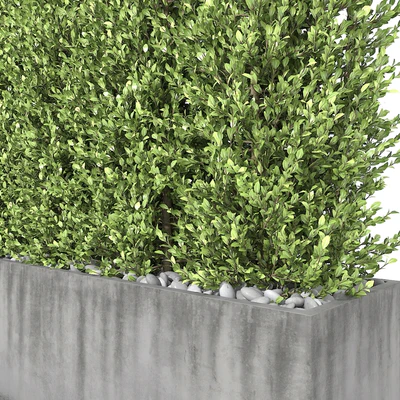 Boxwood - hedge — Ver 3