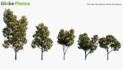 darlingia darlingiana — descargar