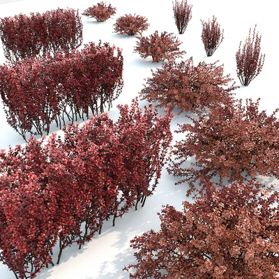 Berberis thunbergii 1 — Ver 2