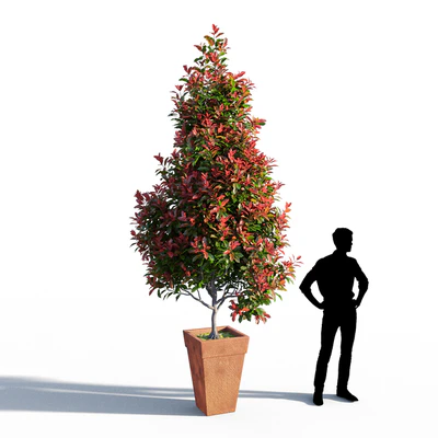 Photinia fraseri Little Red Robin pot — Вид 1