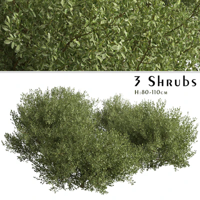 Set of Buxus bodinieri Shrubs (Buxus) (3 Shrubs) — Ver 1