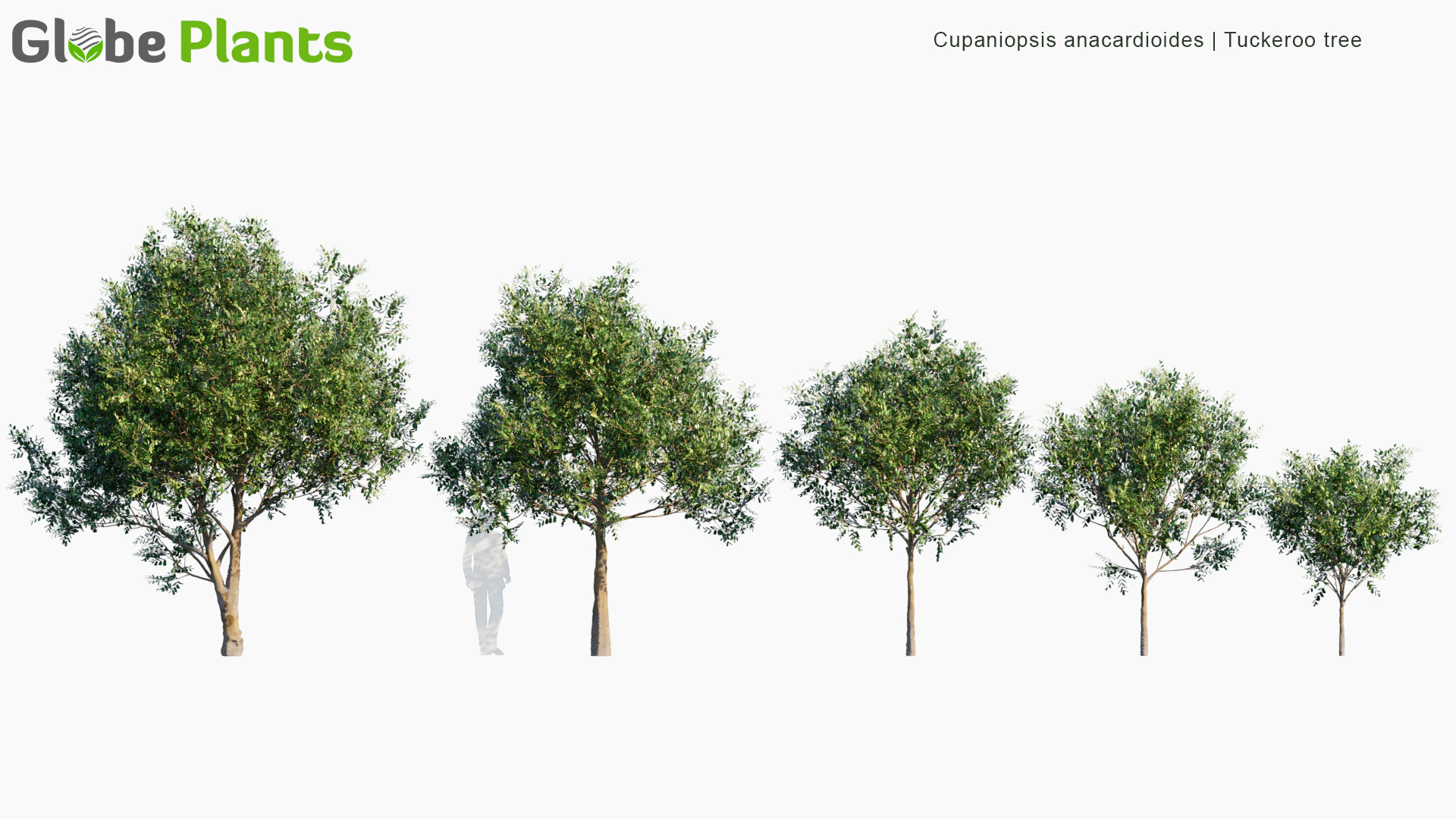 cupaniopsis anacardioides — Скачать