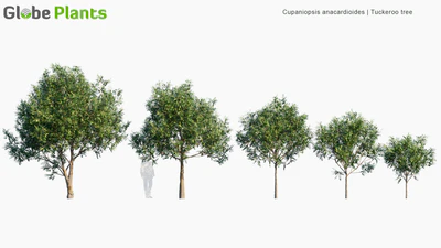 cupaniopsis anacardioides — download