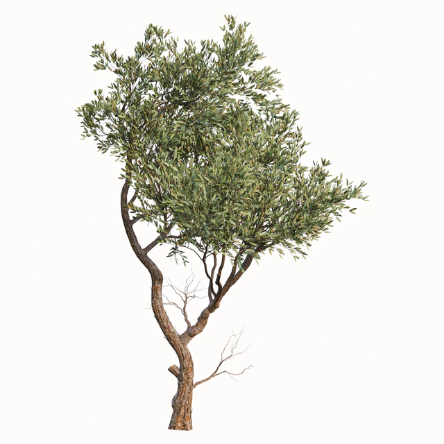 Set of Fruitless Olive Trees (Olea Europaea) (2 Trees) — Descargar