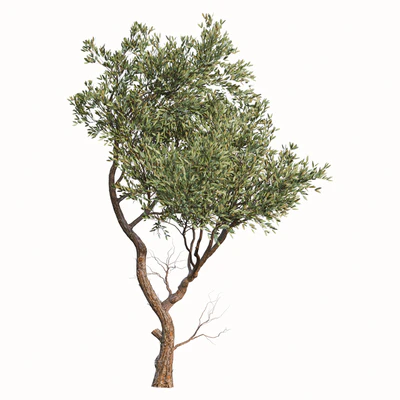 Set of Fruitless Olive Trees (Olea Europaea) (2 Trees) — Ver 4