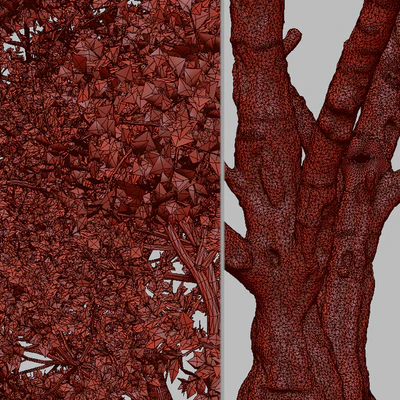 Set of California Sycamore Tree (Platanus racemosa) (2 Trees) — Ver 5