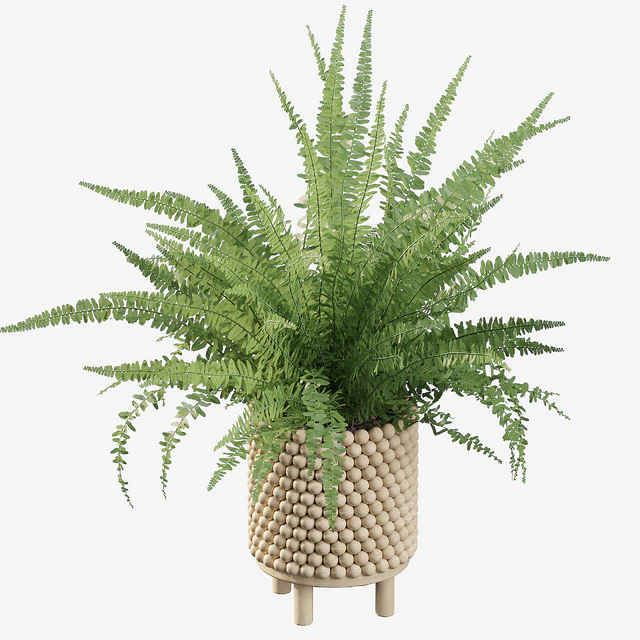 Plants collection 035 - Fern 03 — Descargar